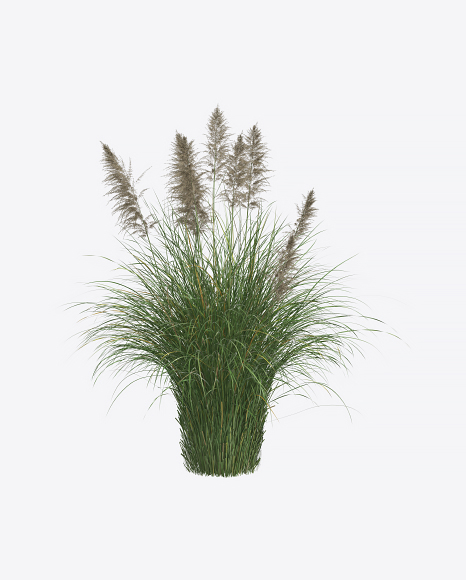 Cortaderia Plant