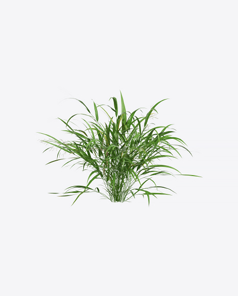Hakone Grass