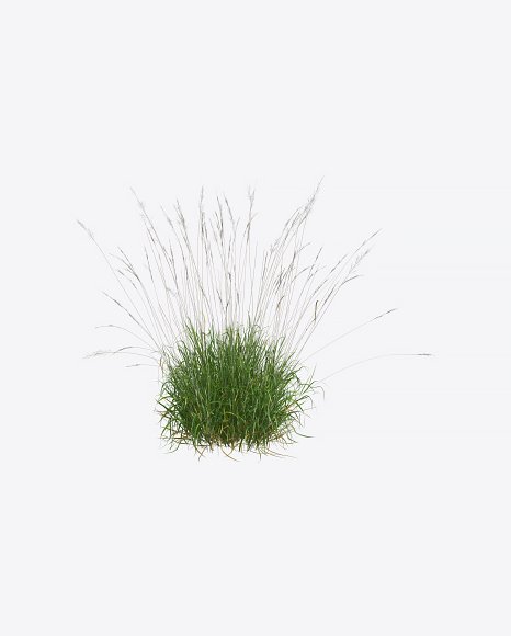 Reed Plant