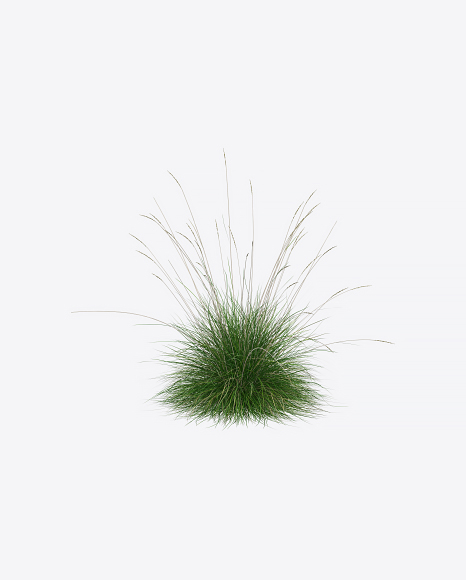 Fescue Plant
