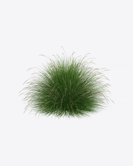 Fescue Plant