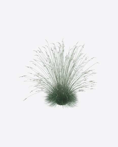 Oats Plant