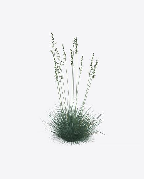 Fescue Plant