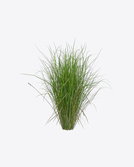 Sedge Plant