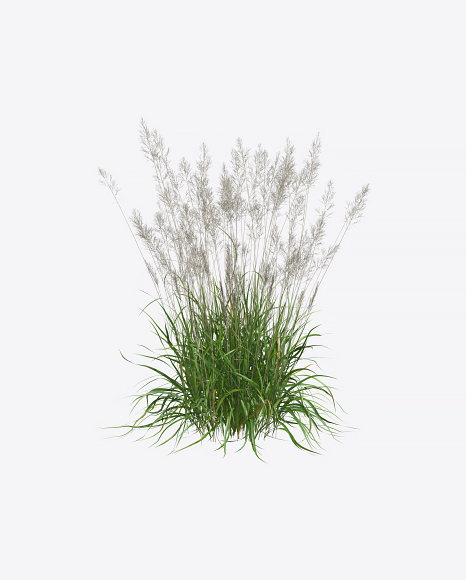 Reed Plant