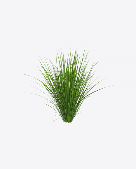 Sedge Plant