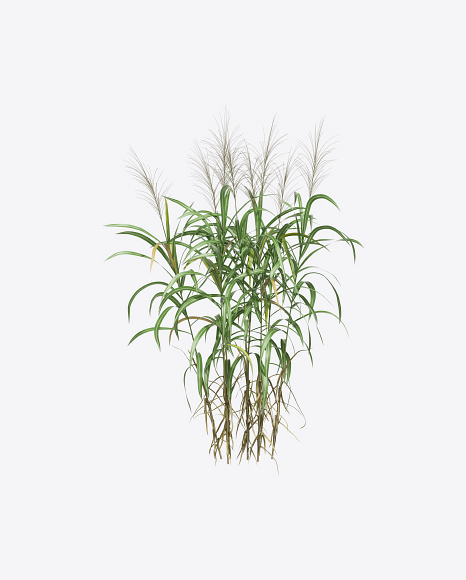 Silvergrass Plant