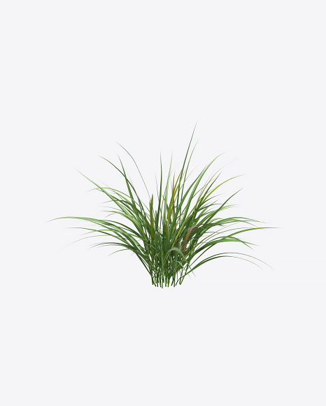 Silvergrass Plant