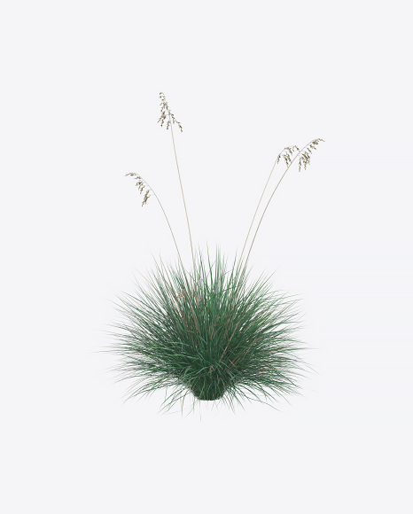 Oats Plant