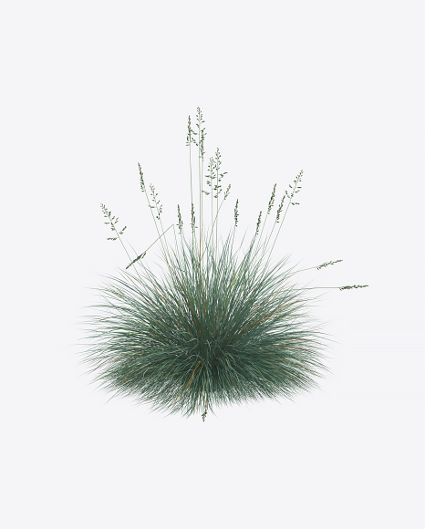 Fescue Plant