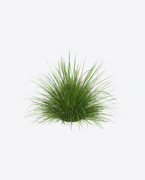 Sedge Plant