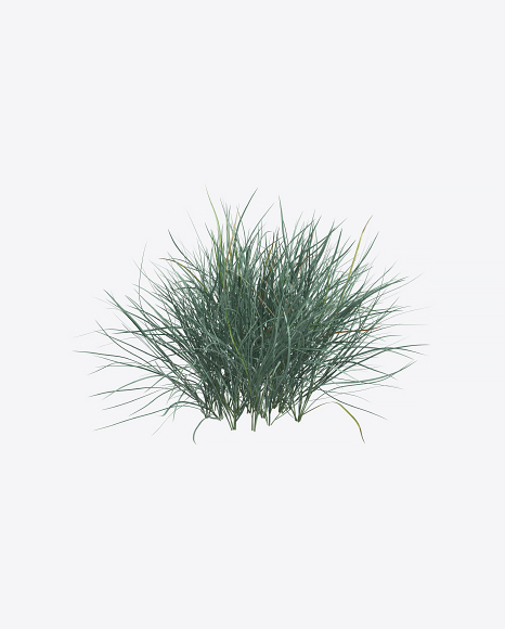 Fescue Plant