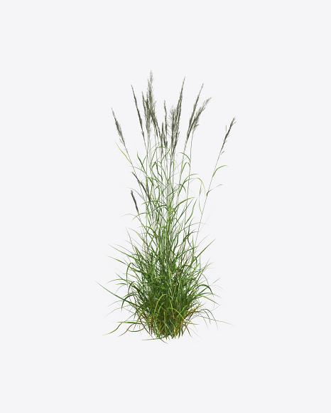 Reed Plant