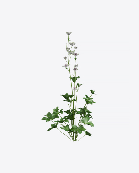 Astrantia Plant