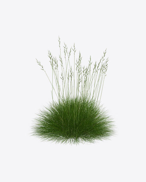 Fescue Plant