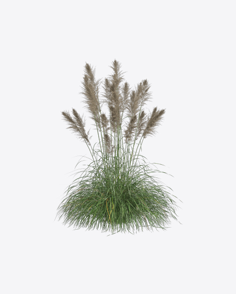Cortaderia Plant