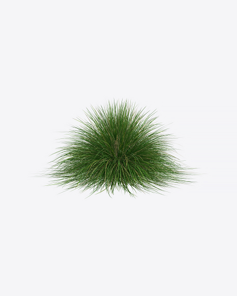 Fescue Plant