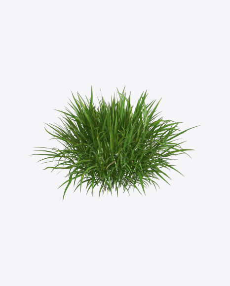 Hakone Grass