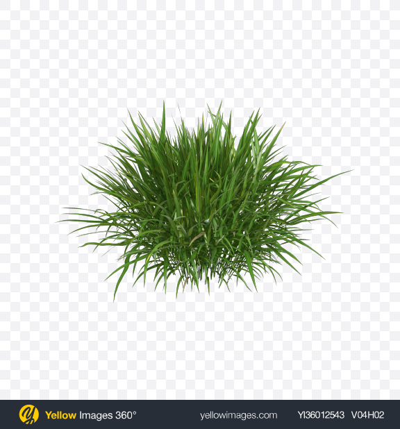 Image of Hakonehloa macra (Hakone grass) plant