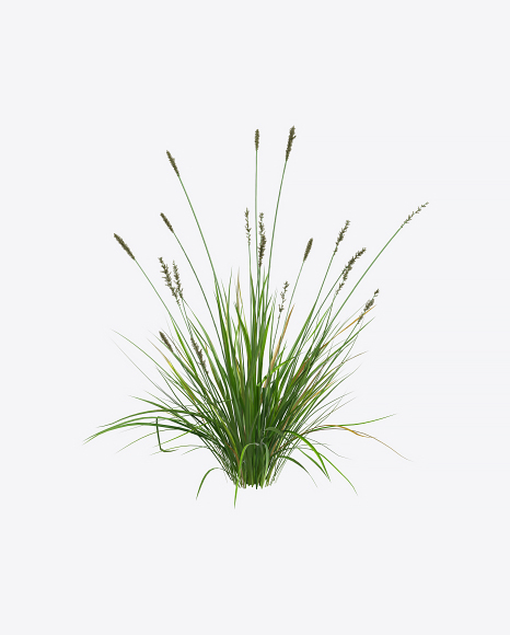 Sedge Plant