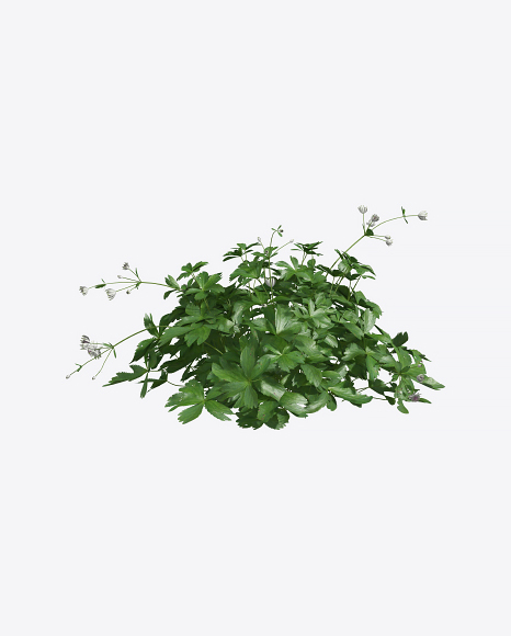 Astrantia Plant