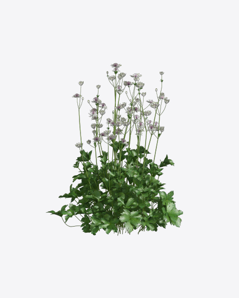 Astrantia Plant