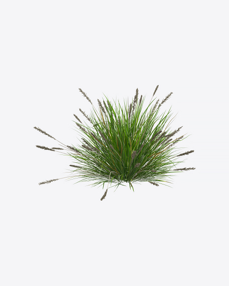 Sedge Plant
