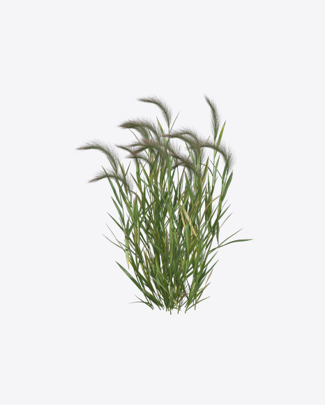 Barley Plant