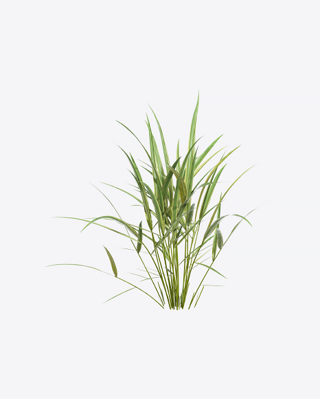 Hakone Grass