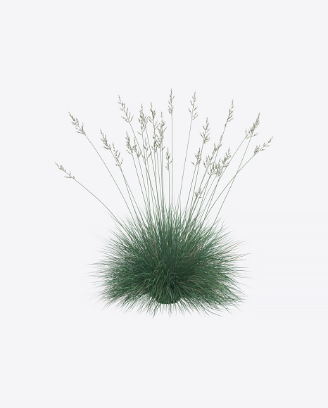 Oats Plant