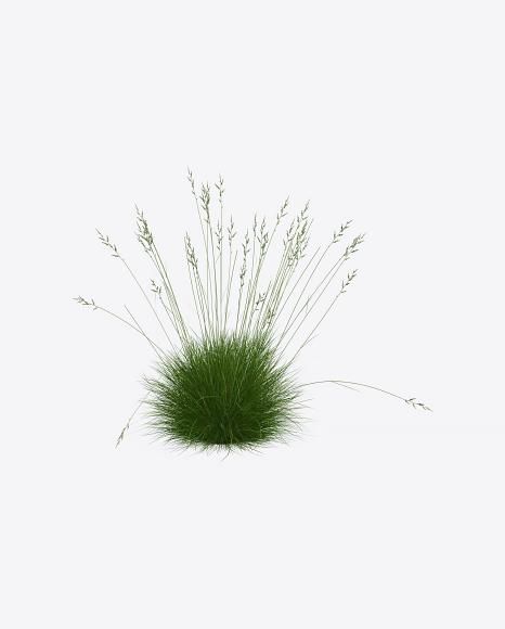 Fescue Plant