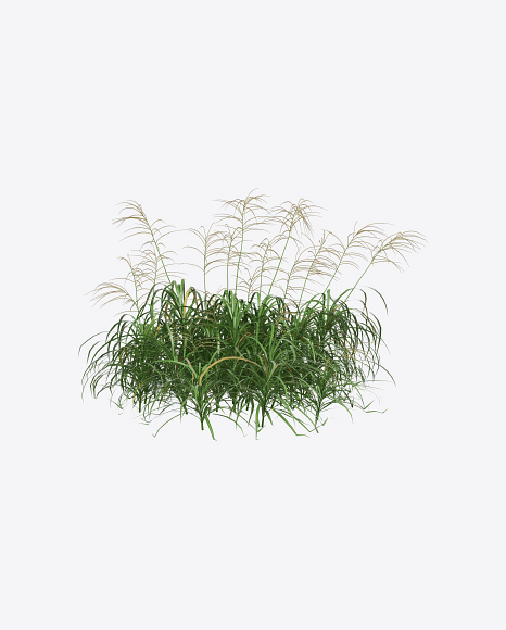 Silvergrass Plant