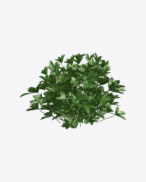 Astrantia Plant