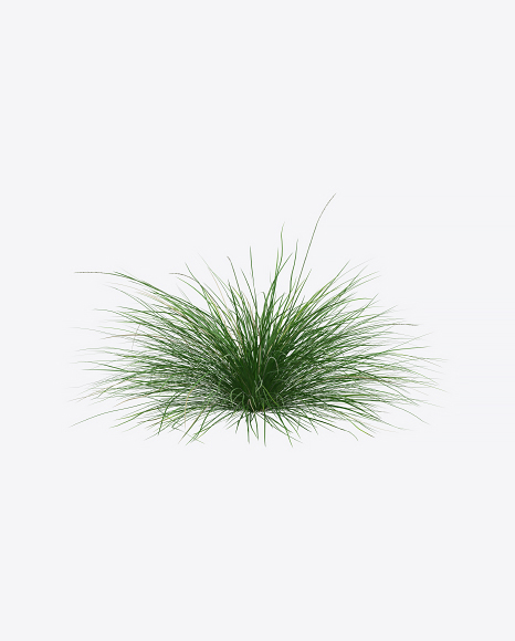 Fescue Plant