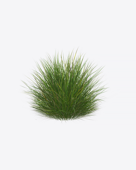 Reed Plant
