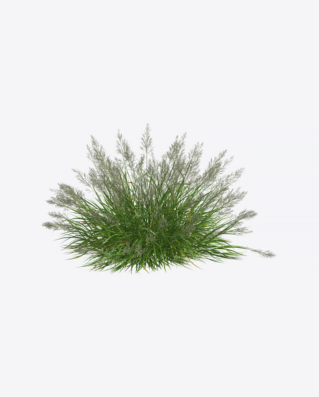 Reed Plant