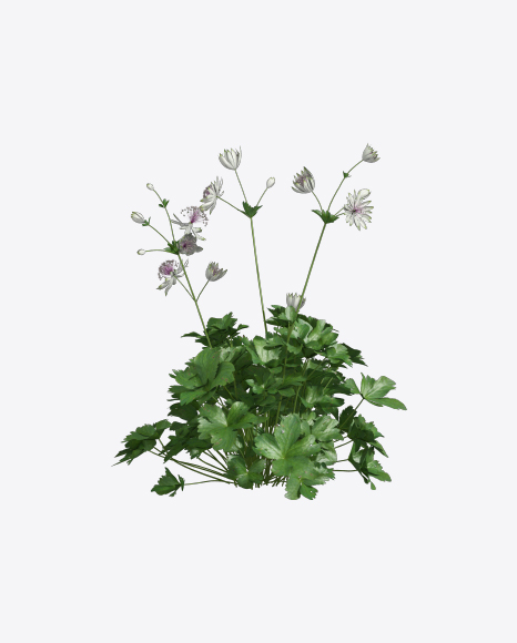Astrantia Plant