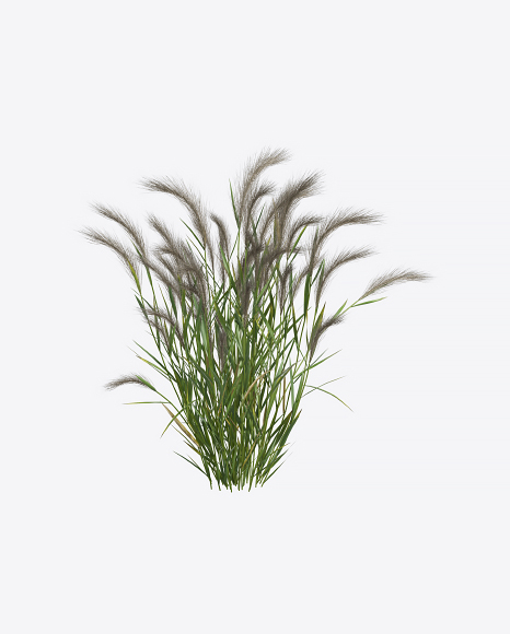 Barley Plant