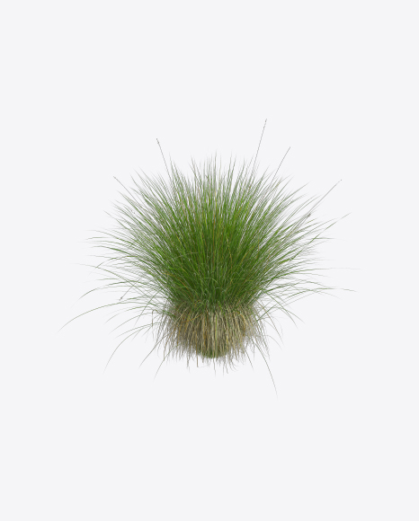 Sedge Plant