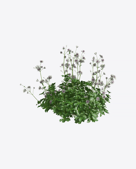 Astrantia Plant