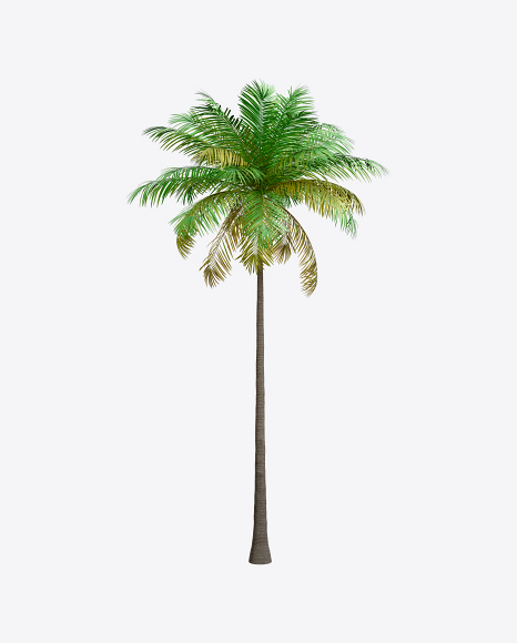 Palm Tree