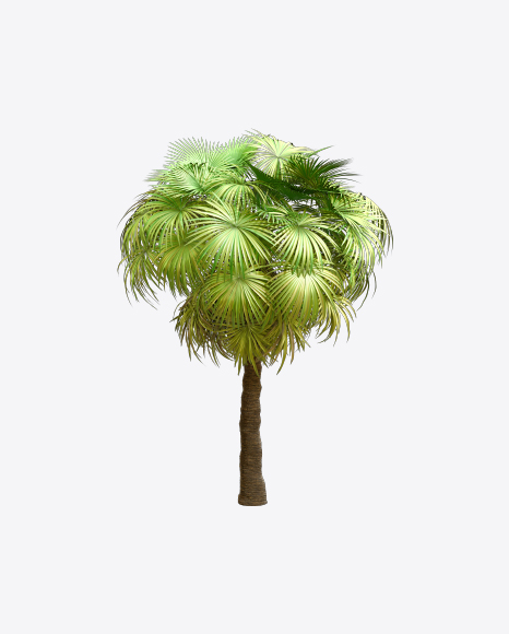 California Palm Tree