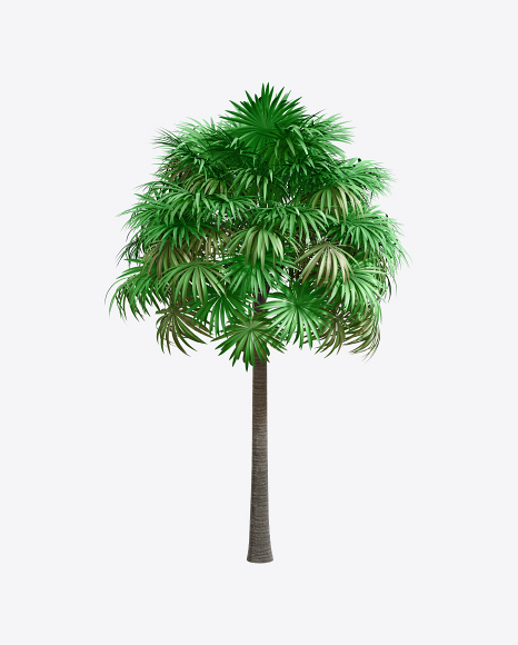 Thatch Palm Tree