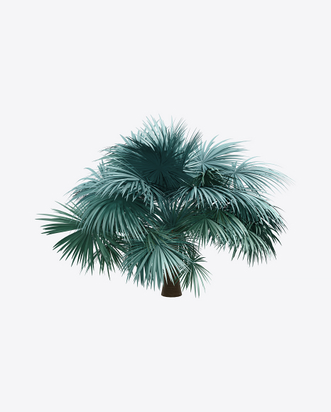 Silver Fan Palm Tree
