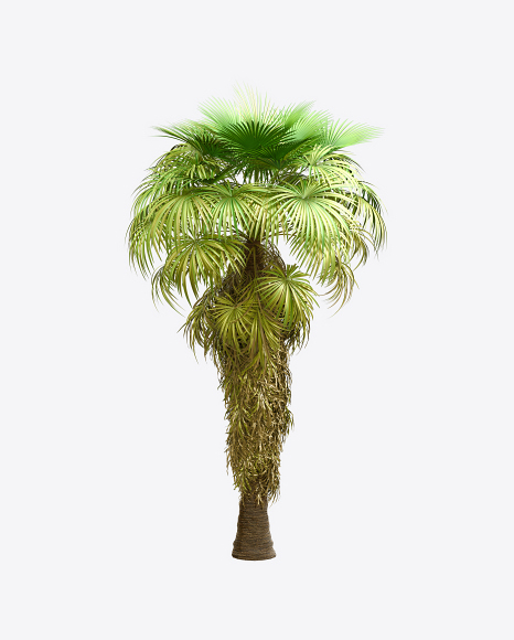 California Palm Tree