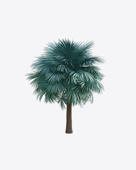 Silver Fan Palm Tree
