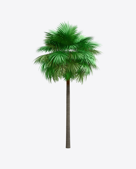 Sabal Palm Tree