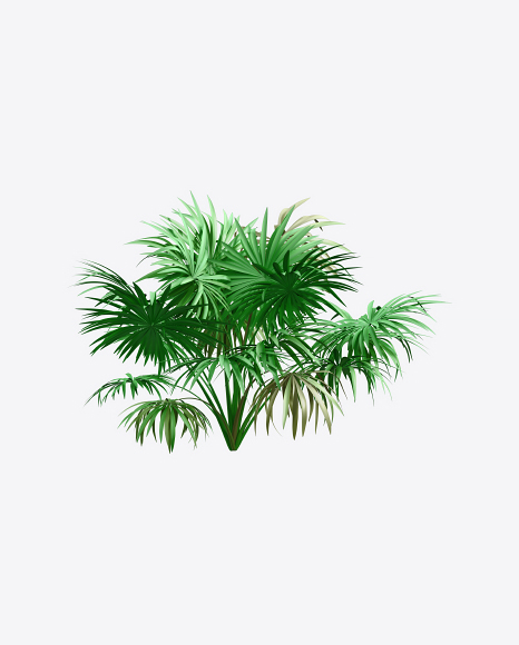 Thatch Palm Tree