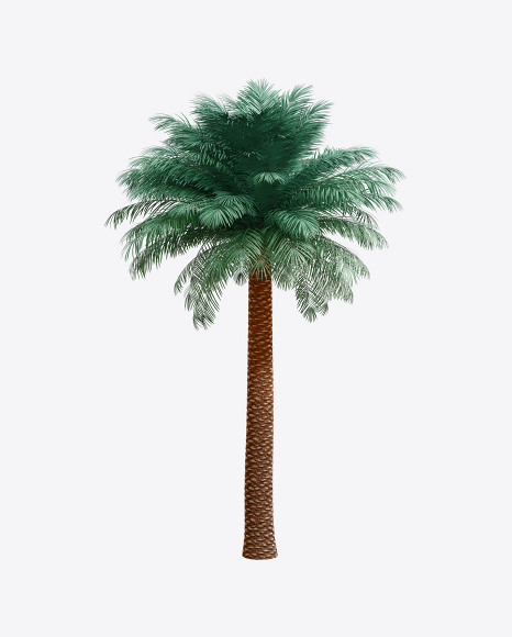 Silver Date Palm Tree