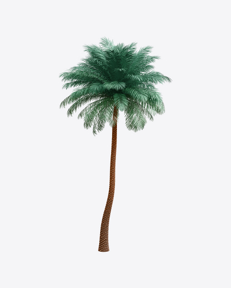 Silver Date Palm Tree